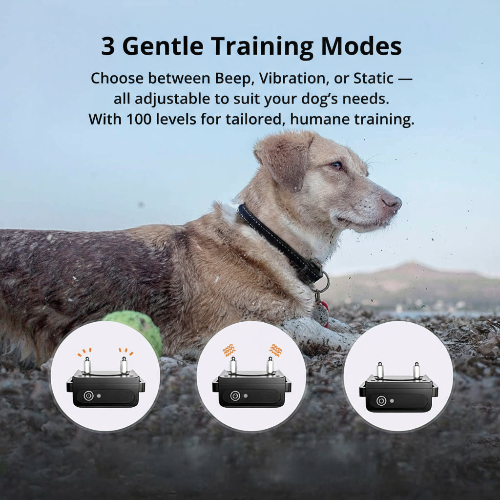 1000m Rechargeable Dog Training Collar with Remote Control