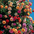 Climbing Rosa Eden Pink Rose Seeds for Garden - 255 Seeds, Up to 3 m
