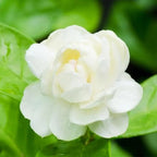 Jasmine Seeds for Climbing Plants - 100 Pack, Fragrant, Evergreen, White Flowers, view 3
