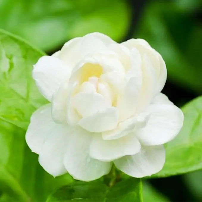 Jasmine Seeds for Climbing Plants - 100 Pack, Fragrant, Evergreen, White Flowers, view 3