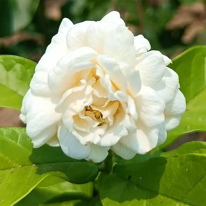 Jasmine Seeds for Climbing Plants - 100 Pack, Fragrant, Evergreen, White Flowers, view 4