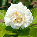 Jasmine Seeds for Climbing Plants - 100 Pack, Fragrant, Evergreen, White Flowers, view 4