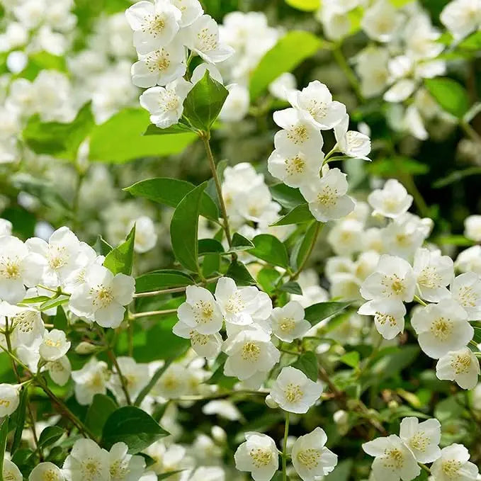 Jasmine Seeds for Climbing Plants - 100 Pack, Fragrant, Evergreen, White Flowers, view 5