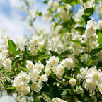Jasmine Seeds for Climbing Plants - 100 Pack, Fragrant, Evergreen, White Flowers, view 6