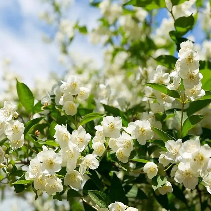 Jasmine Seeds for Climbing Plants - 100 Pack, Fragrant, Evergreen, White Flowers, view 6