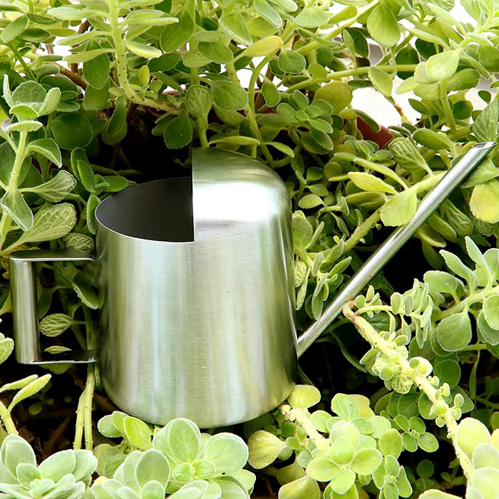Stainless Steel Watering Can for Indoor & Outdoor Plants - 300ml Long Spout, view 5
