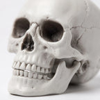 Halloween Skeleton Hanging Poseable Haunted House Decoration