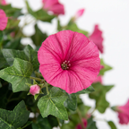 Artificial Morning Glory Flower Vine - UV-Resistant, 66 cm, Indoor Outdoor, view 15