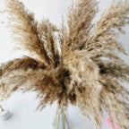Natural Dried Pampas Grass Bouquet for Home Decoration - 55-60 cm, Brown-Beige, view 10