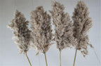 Natural Dried Pampas Grass Bouquet for Home Decoration - 55-60 cm, Brown-Beige, view 11