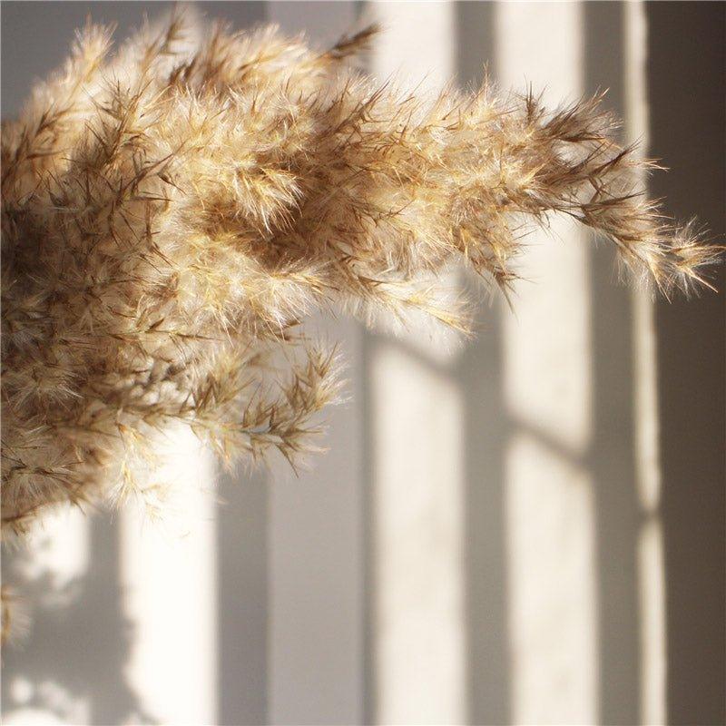 Natural Dried Pampas Grass Bouquet for Home Decoration - 55-60 cm, Brown-Beige, view 2