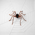 Large Outdoor Halloween Spider with Giant Web 7m