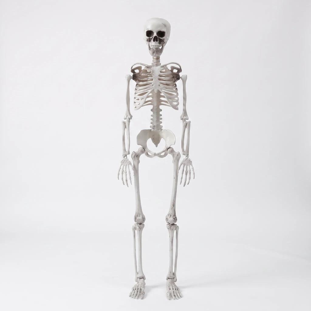 Life Size Halloween Poseable Skeleton Decoration 165cm