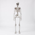 Life Size Halloween Poseable Skeleton Decoration 165cm