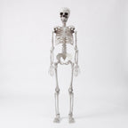Life Size Halloween Poseable Skeleton Decoration 165cm