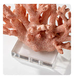 Rolfis Bay Reef Decoration-Welvere