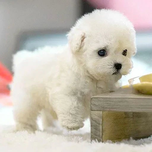 Interactive Plush Dog for Children & Seniors - Touch-Responsive, view 9