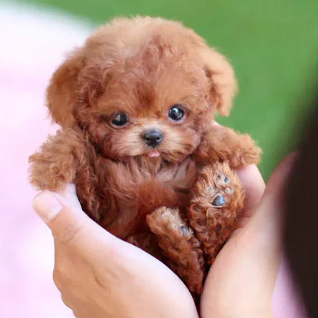 Interactive Plush Dog for Children & Seniors - Touch-Responsive