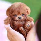 Interactive Plush Dog for Children & Seniors - Touch-Responsive