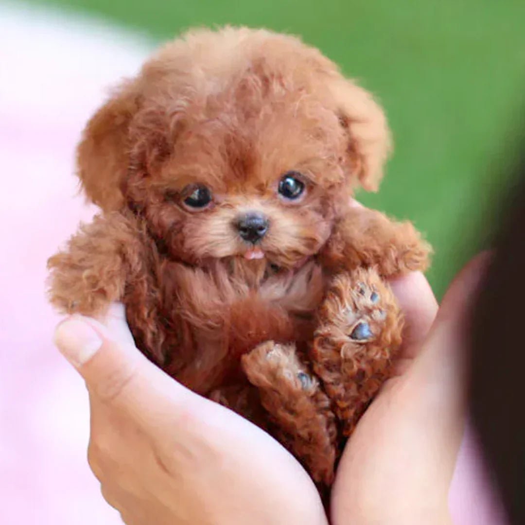 Interactive Plush Dog for Children & Seniors - Touch-Responsive